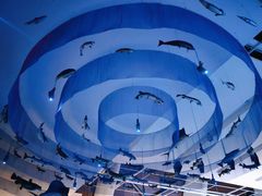 -贝林大翅鲸简餐厅(国家海洋博物馆店)