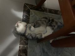 -艾贝尔宠物医院·24H转诊中心·肿瘤猫专科(江宁双龙店)