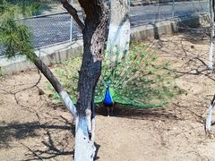 -西霞口神雕山野生动物世界