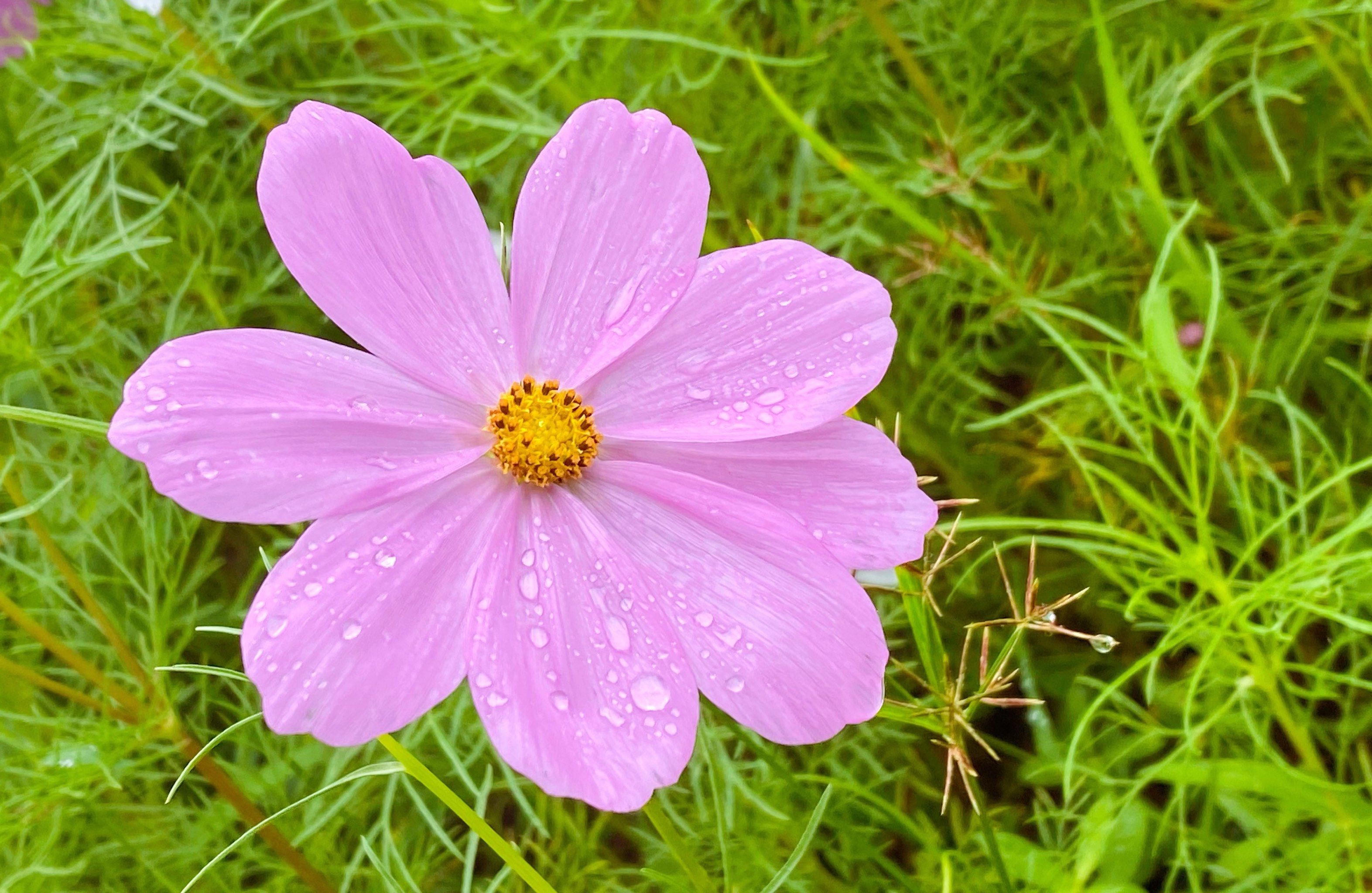 洪水之前的植物园小花花.希望阳光☀️快点来!