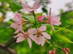 -中国科学院华南植物园