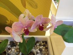 iphone_upload_pic-连城·新天地(福华一路店)