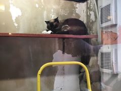 -猫咪博物馆(顶澳仔猫街店)
