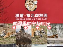 -横道河子东北虎林园