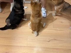 -是阿柴呀！柴犬咖啡·爱喵喵猫咖