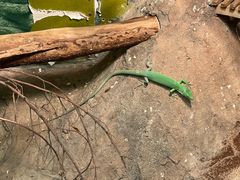 -上海大自然野生昆虫馆(东方明珠·爬宠昆虫探索中心)