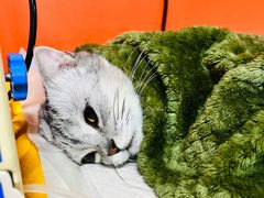 -瑞派福兴宠物医院犬猫全科·骨科·中西医结合(河东店)