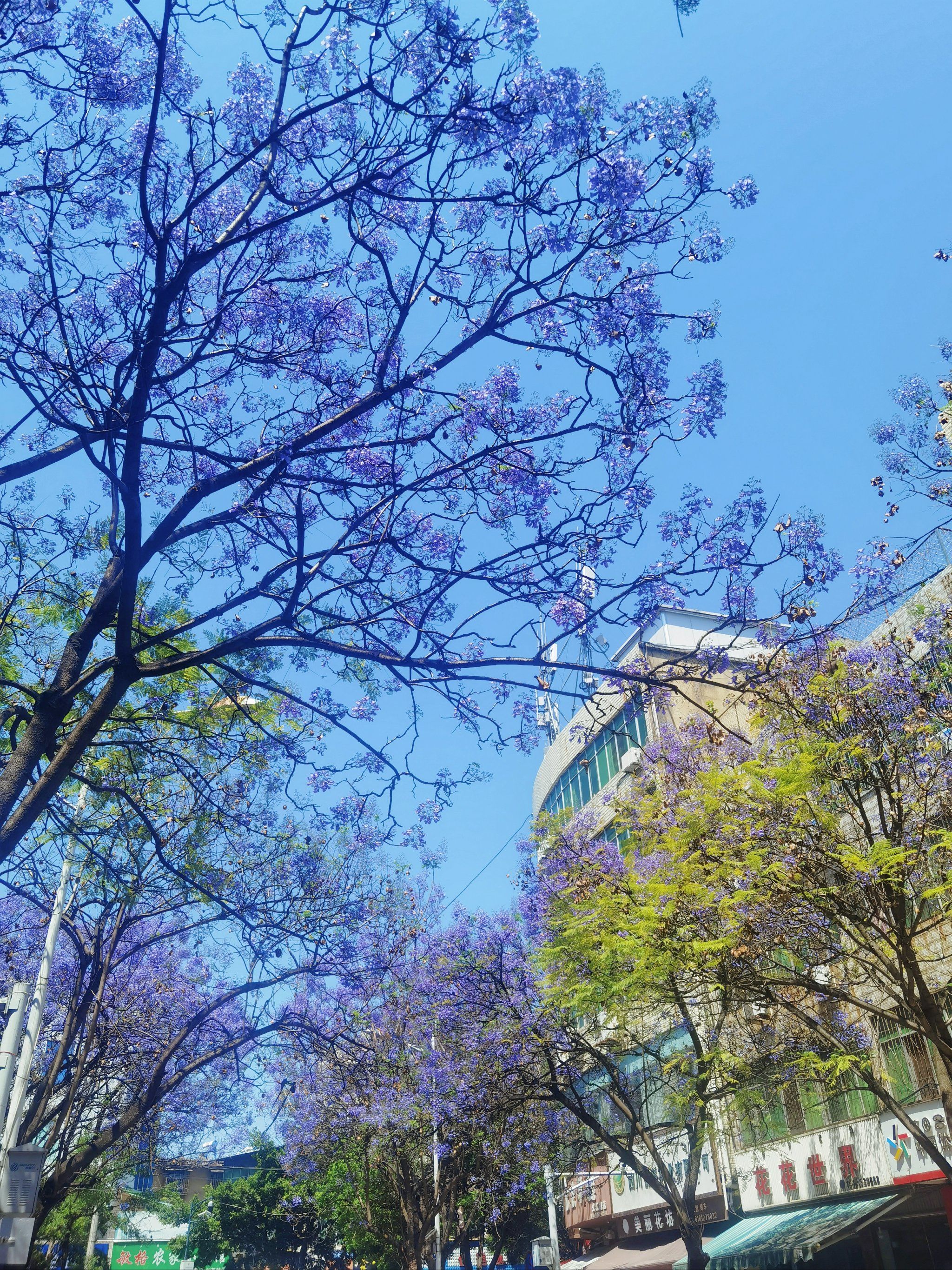 📍打卡～西昌文汇东路🌸蓝花楹