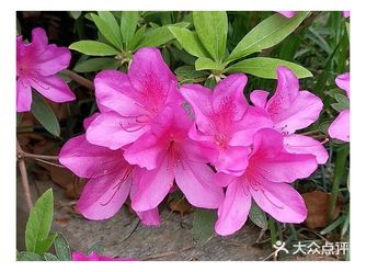 金陵花事||大行宫市民广场.杜鹃花
