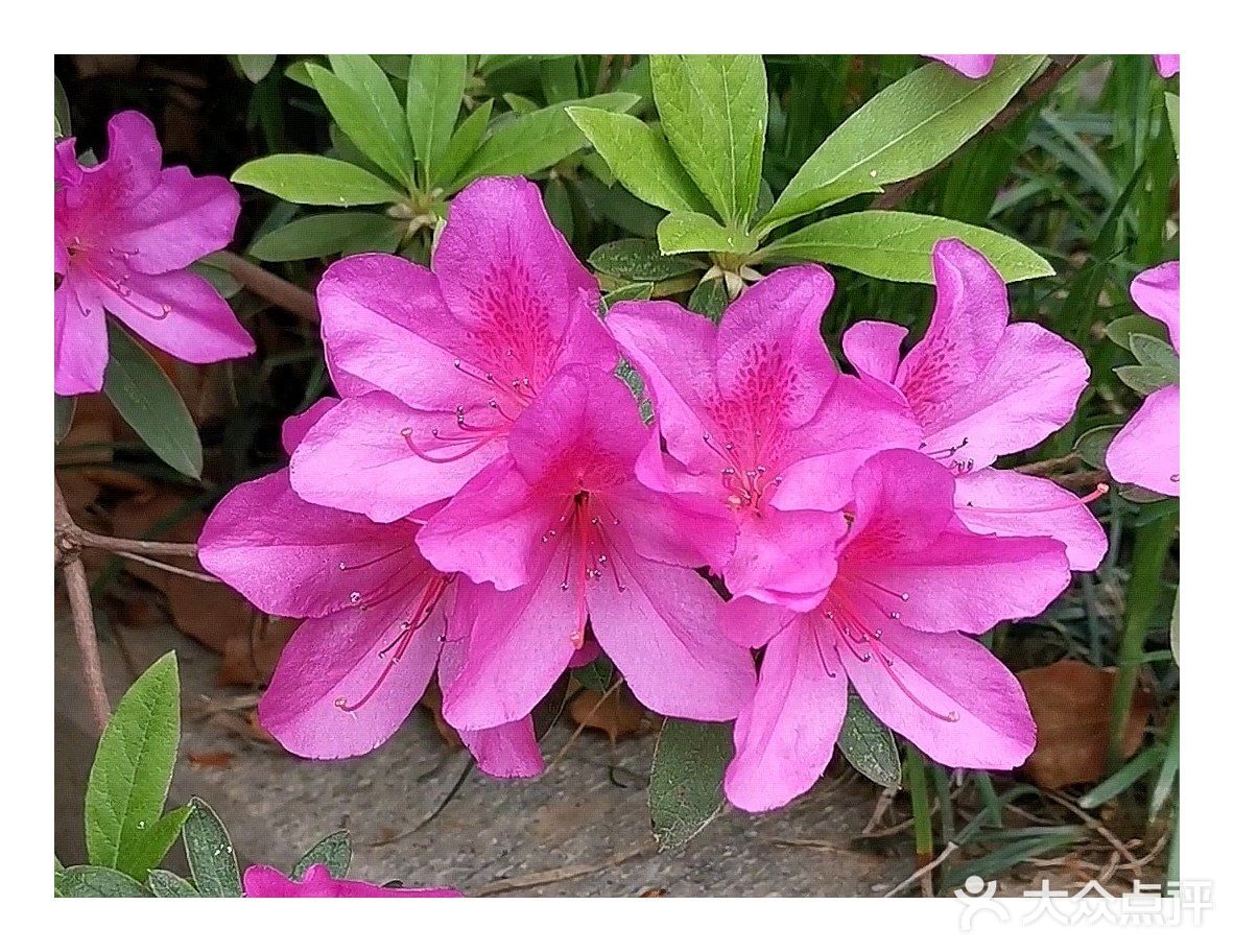 金陵花事||大行宫市民广场.杜鹃花