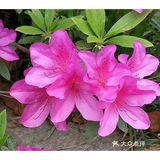 金陵花事||大行宫市民广场.杜鹃花