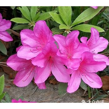 金陵花事||大行宫市民广场.杜鹃花