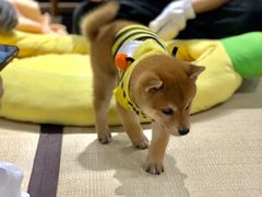 -逗柴咖啡屋·狗咖猫咖宠物桌游