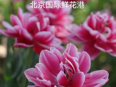-北京国际鲜花港