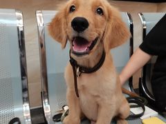 -安安宠医·安宠宠物医院