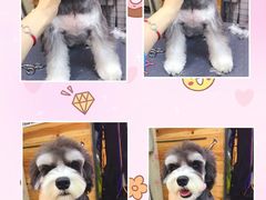 -爱宠屋pet shop·宠物洗澡·宠物美容