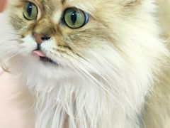 -1013 PET SHOP 宠物商店(近铁城市广场店)