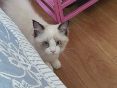 -瑞派·关忠动物医院·异宠专科·犬猫肿瘤·皮肤专科(望京店)