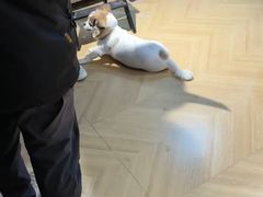 -熊小胖宠物生活馆(天华园店)