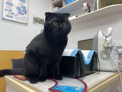 -美联众合动物医院(·中兽医·疑难杂症·严家桥分院)