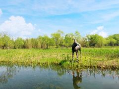 -溱湖国家湿地公园