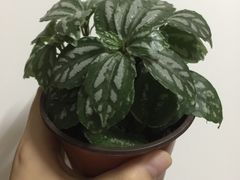 -龙大花卉苗木市场