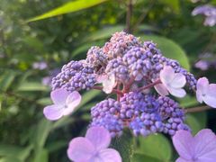 -武陵山森林公园