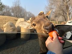 -北京野生动物园