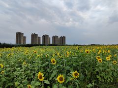 -映月湖中央公园