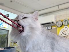 -平行世界·猫咖(首经贸店)