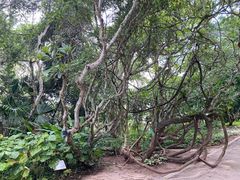 -中国科学院西双版纳热带植物园