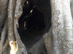 景点-瑞丽独树成林风景区