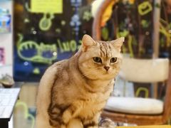 -平行世界·猫咖(首经贸店)