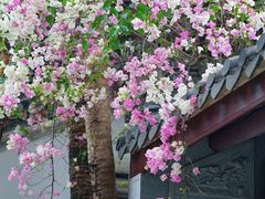 -深圳国际园林花卉博览园