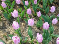 -瑶湖郊野森林公园