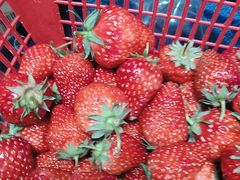 -胜丰草莓采摘园