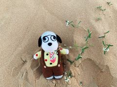 -迪拜沙漠冲沙