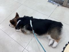 -宠福鑫康馨动物医院·骨科·眼科
