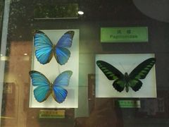-上海昆虫博物馆