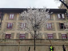 -武汉大学-樱园