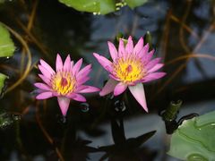 -国家植物园南园