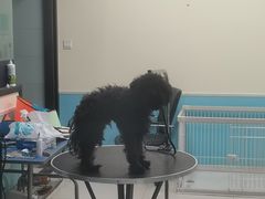 -天宠宠物医院24小时·急重症诊疗中心·全科·腔镜特色(和平分院)