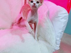 -Bastet sally猫舍购宠(静安店)