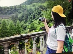 -天目山大树王景区