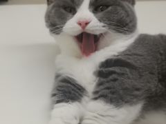 -70cat德文卷毛猫·缅因猫纯种猫舍