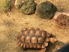 -海南热带野生动植物园