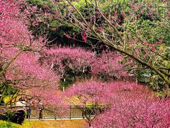 -重庆彩云湖湿地公园