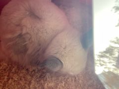 -瑞派·关忠动物医院·异宠专科·犬猫肿瘤·皮肤专科(望京店)