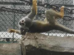 -泉州海丝野生动物世界