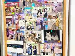 -青奢宠物·青奢猫舍